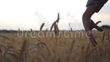 合上雄臂轻轻抚摸着田野上金黄的麦穗.. 农夫的手触摸熟的谷穗